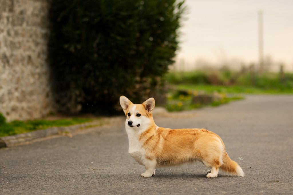 Les Welsh Corgi Pembroke de l'affixe De L'arche De Chambord