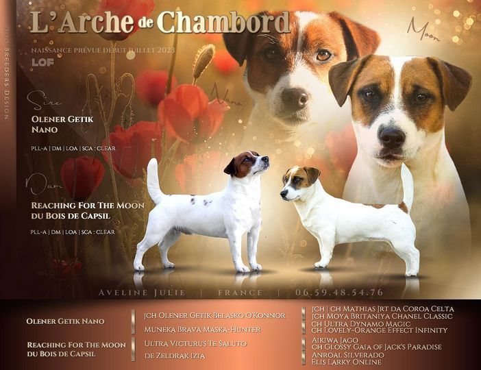 chiot Jack Russell Terrier De L'arche De Chambord