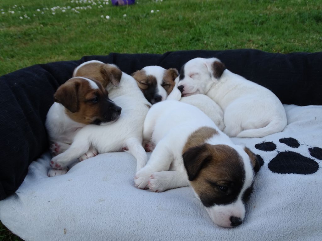 chiot Jack Russell Terrier De L'arche De Chambord