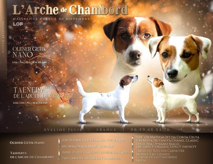 chiot Jack Russell Terrier De L'arche De Chambord