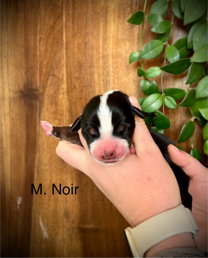 De L'arche De Chambord - Chiot disponible  - Grand bouvier suisse