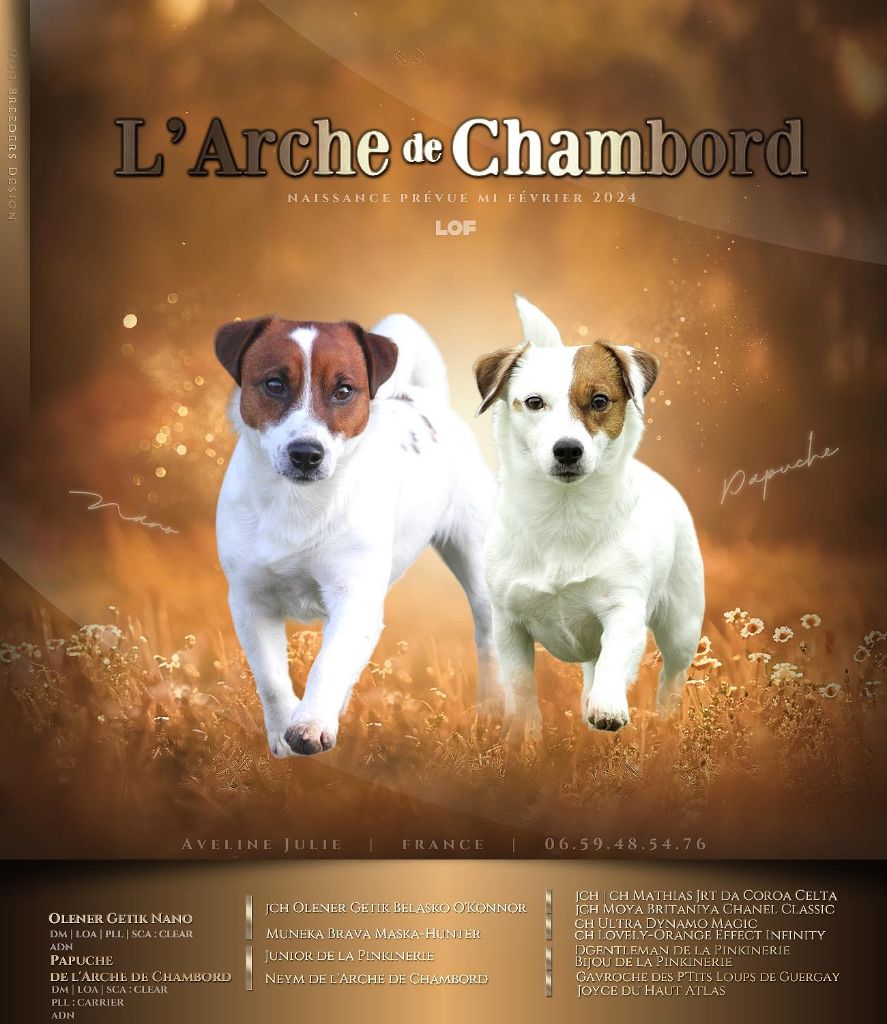 chiot Jack Russell Terrier De L'arche De Chambord