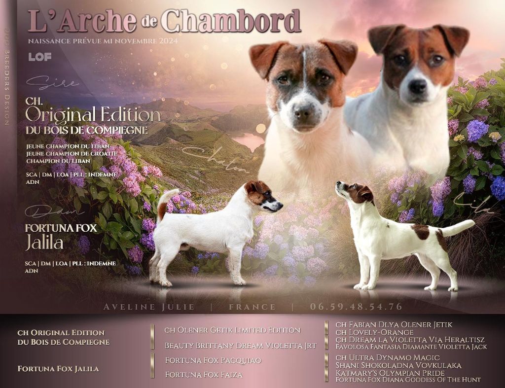 chiot Jack Russell Terrier De L'arche De Chambord