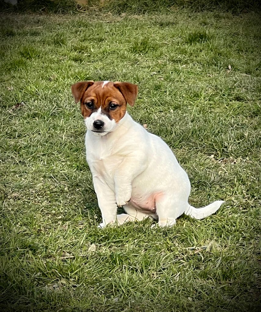 De L'arche De Chambord - Chiot disponible  - Jack Russell Terrier