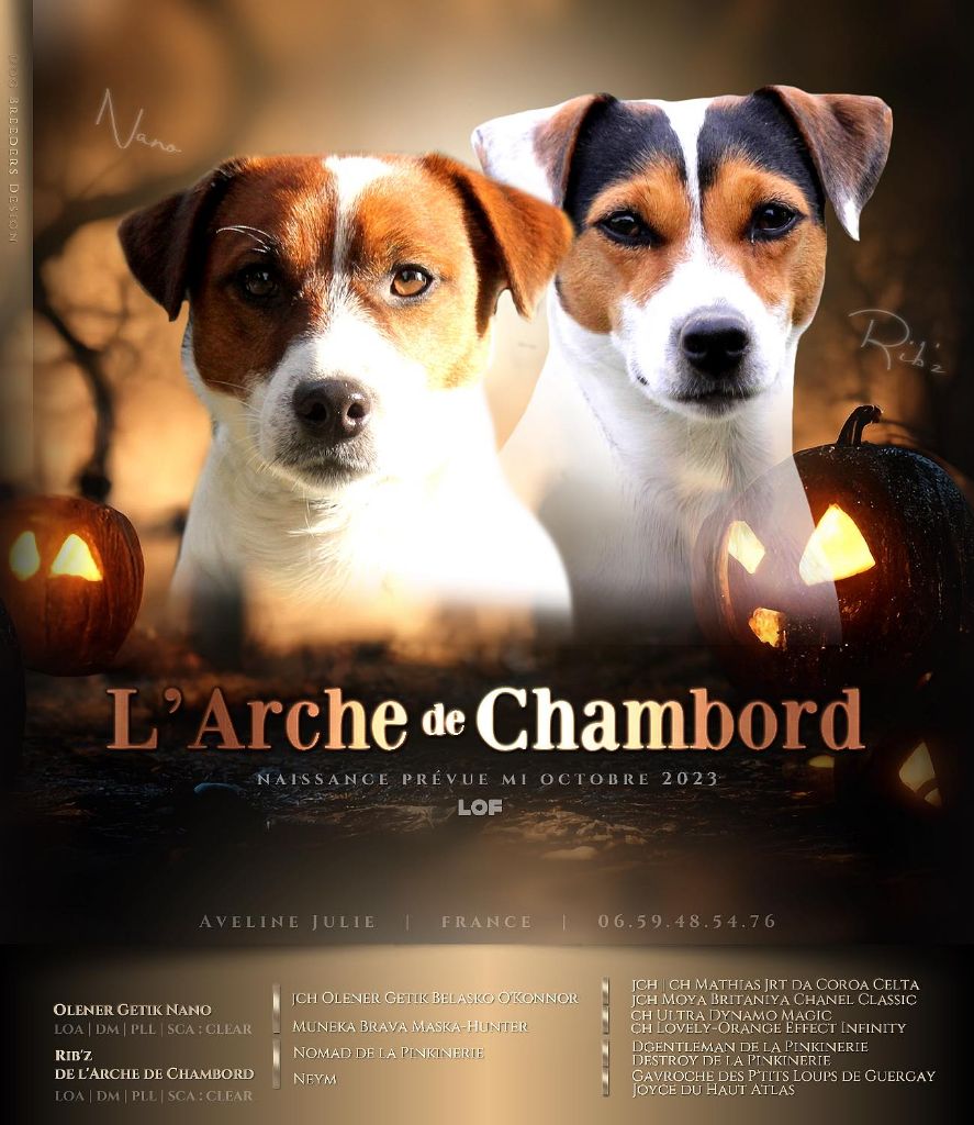 chiot Jack Russell Terrier De L'arche De Chambord