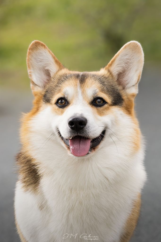 To be your noble knight Des Nifelupos