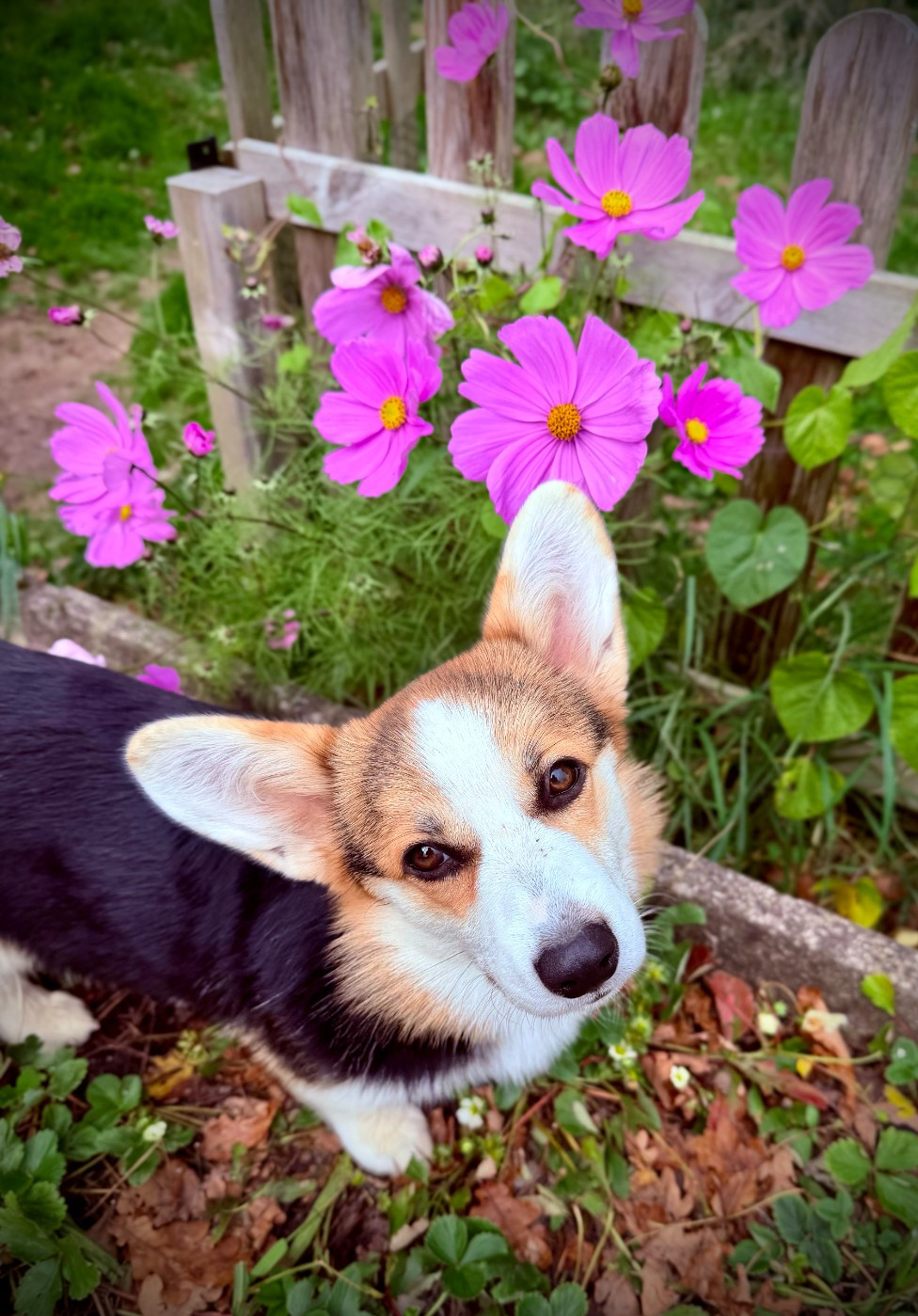 Amy Born to my star Teatime De L'arche De Chambord