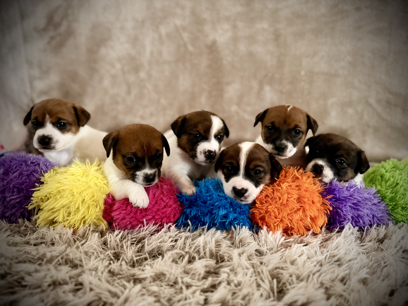 Prochaine naissance prévue mi Mars 2026