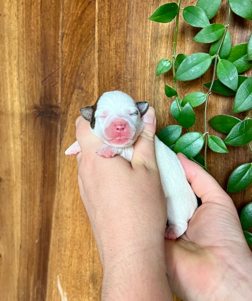 De L'arche De Chambord - Chiots disponibles - Jack Russell Terrier