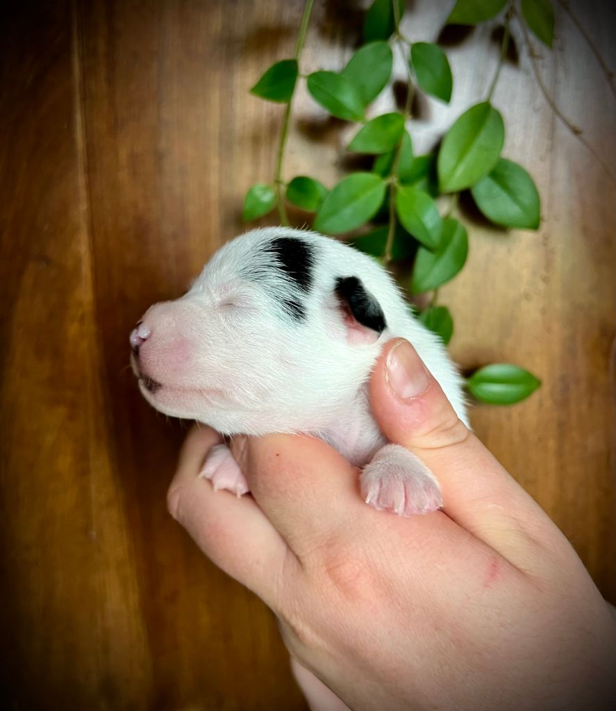 De L'arche De Chambord - Chiots disponibles - Jack Russell Terrier