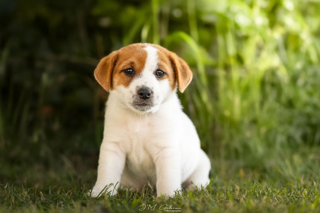 De L'arche De Chambord - Chiots disponibles - Jack Russell Terrier