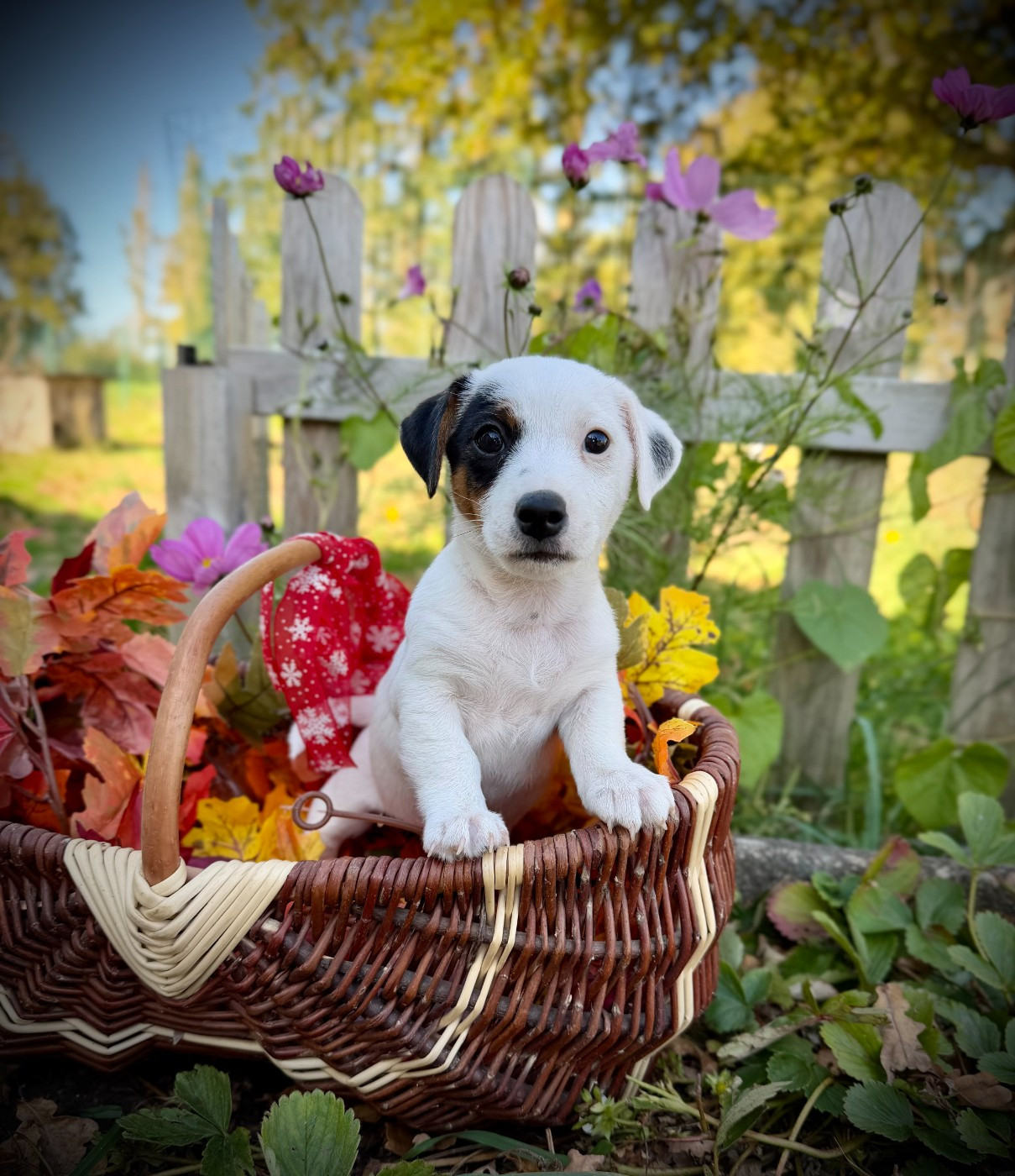 De L'arche De Chambord - Chiots disponibles - Jack Russell Terrier