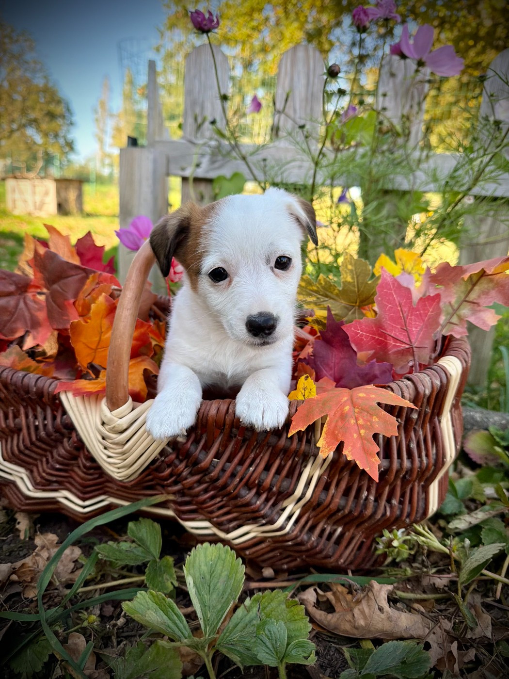 De L'arche De Chambord - Chiots disponibles - Jack Russell Terrier