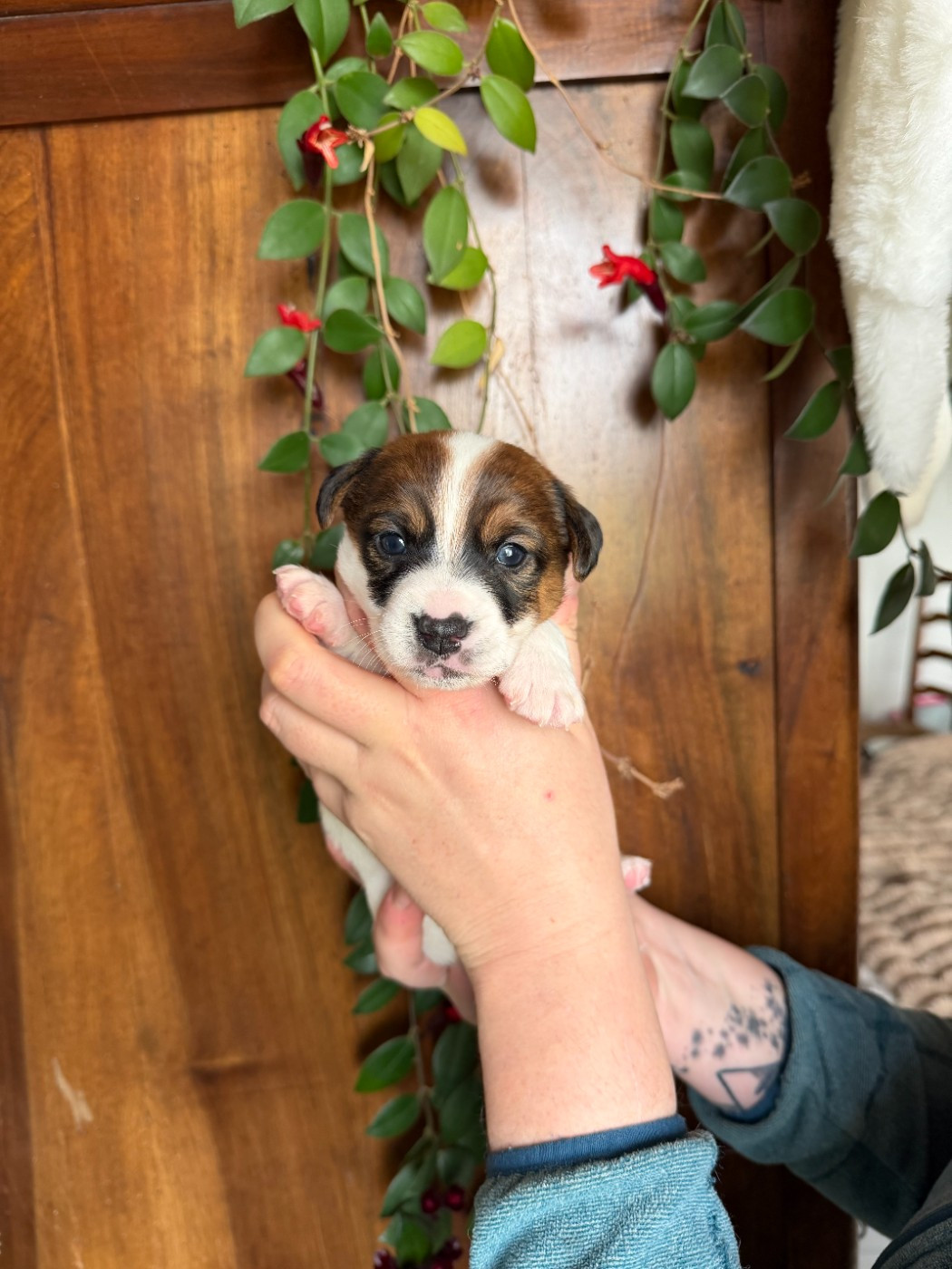 De L'arche De Chambord - Chiots disponibles - Jack Russell Terrier