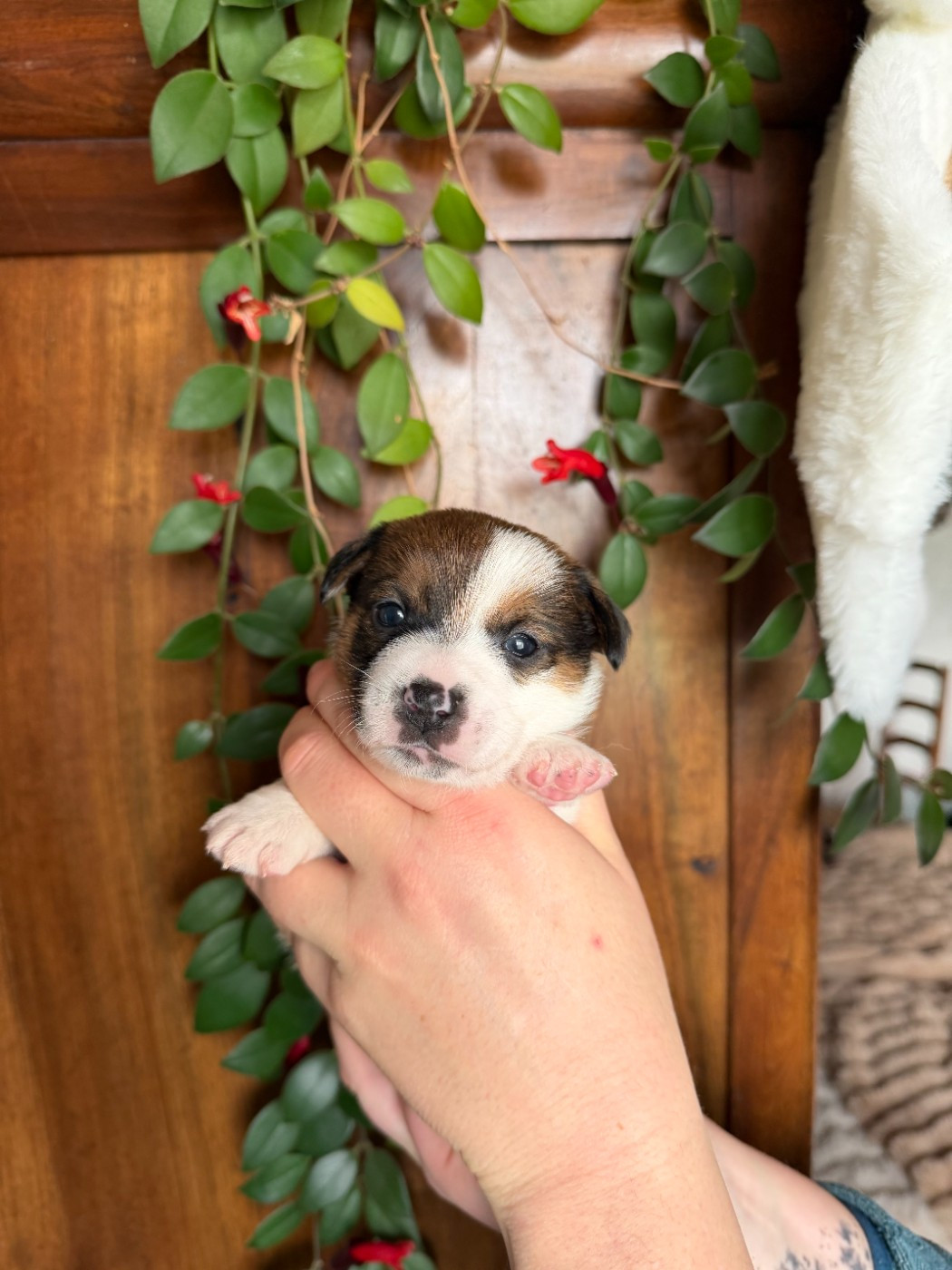 De L'arche De Chambord - Chiots disponibles - Jack Russell Terrier