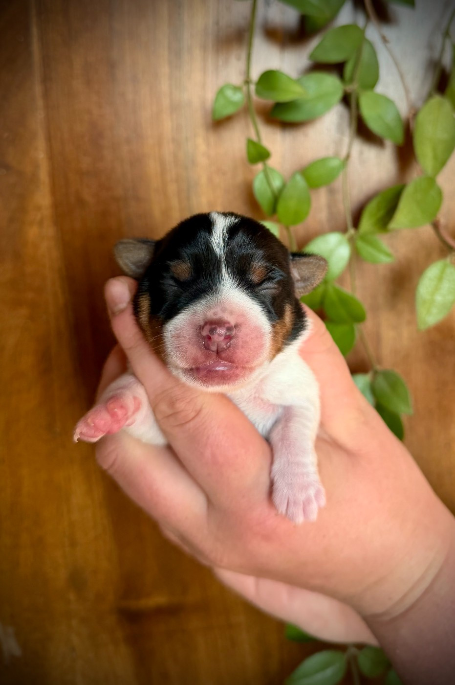 De L'arche De Chambord - Chiots disponibles - Jack Russell Terrier