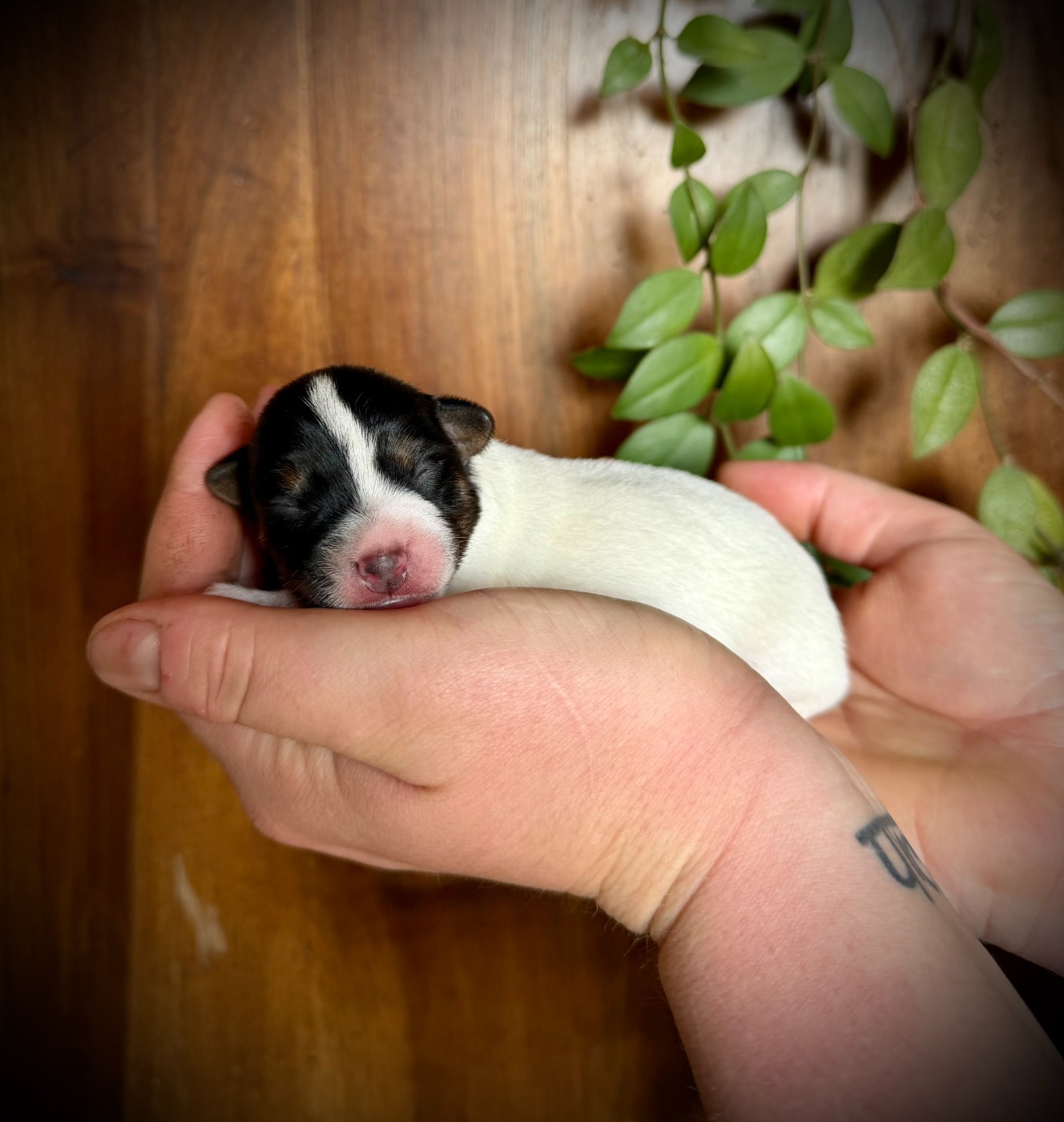 De L'arche De Chambord - Chiots disponibles - Jack Russell Terrier