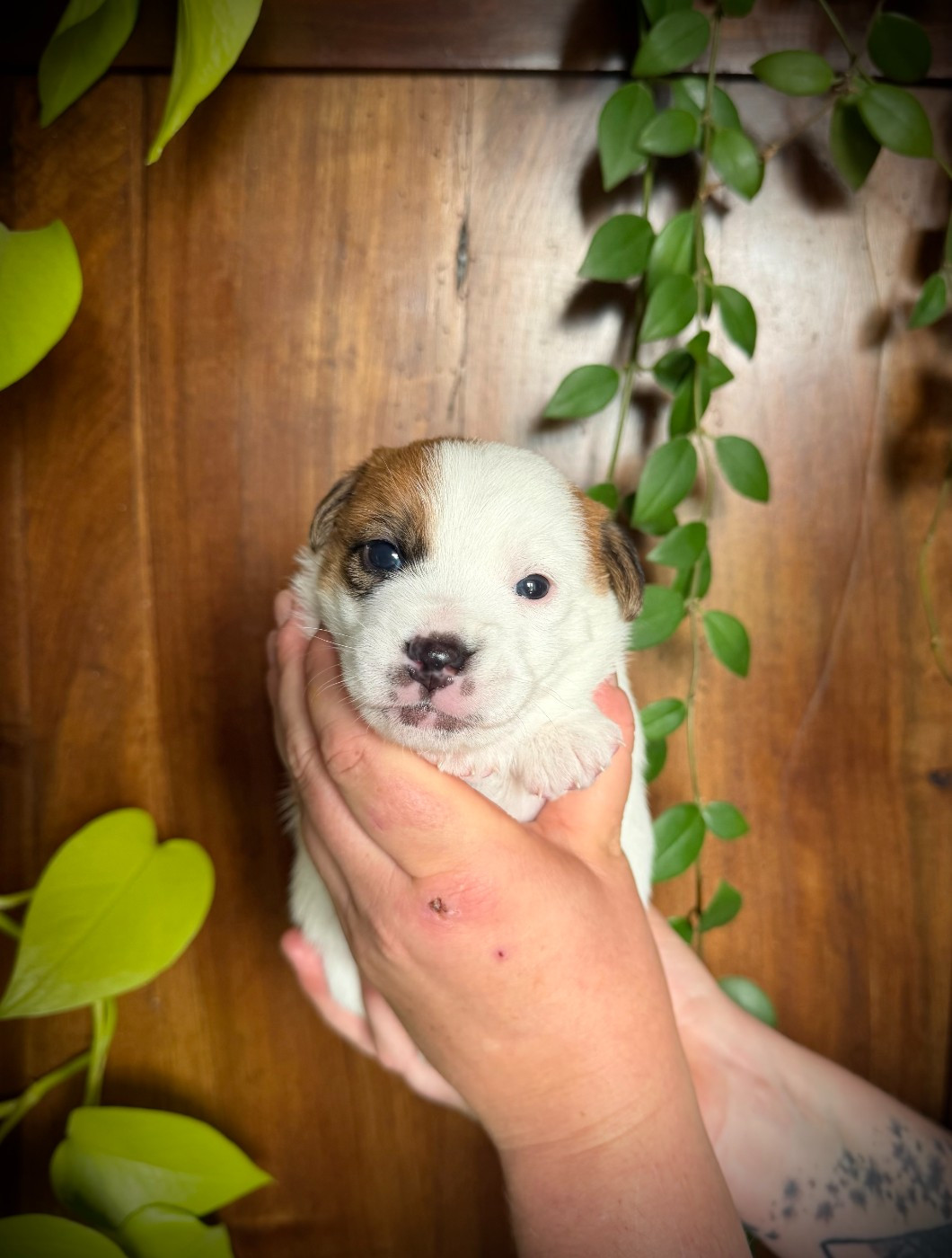 De L'arche De Chambord - Chiots disponibles - Jack Russell Terrier