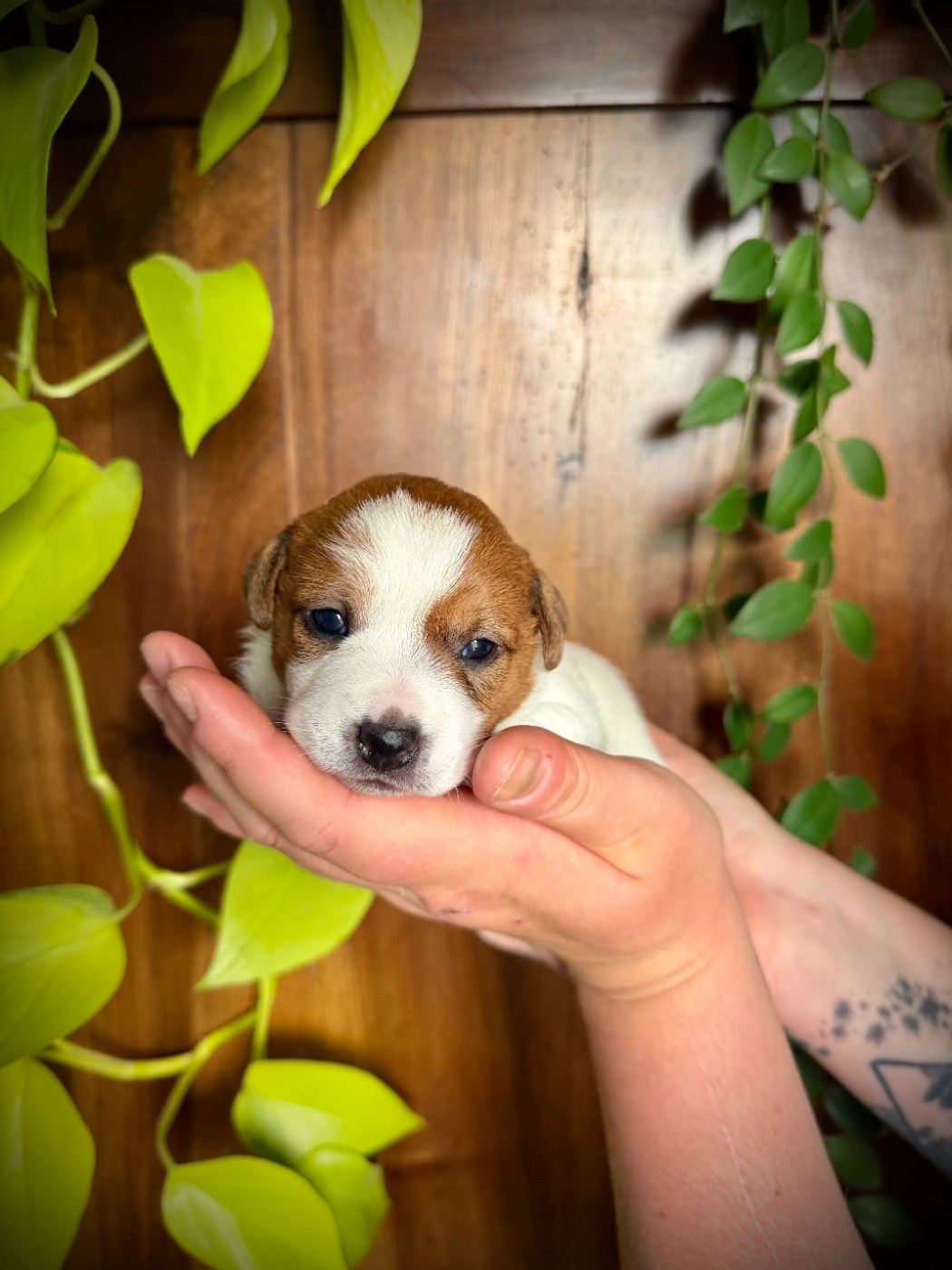 De L'arche De Chambord - Chiots disponibles - Jack Russell Terrier