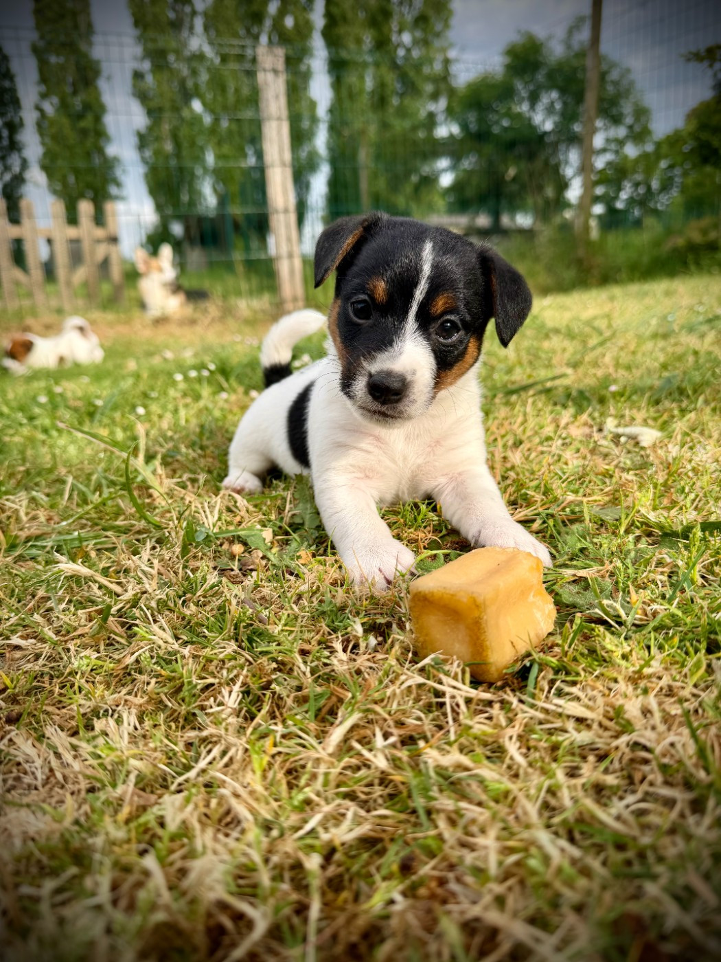 De L'arche De Chambord - Chiots disponibles - Jack Russell Terrier