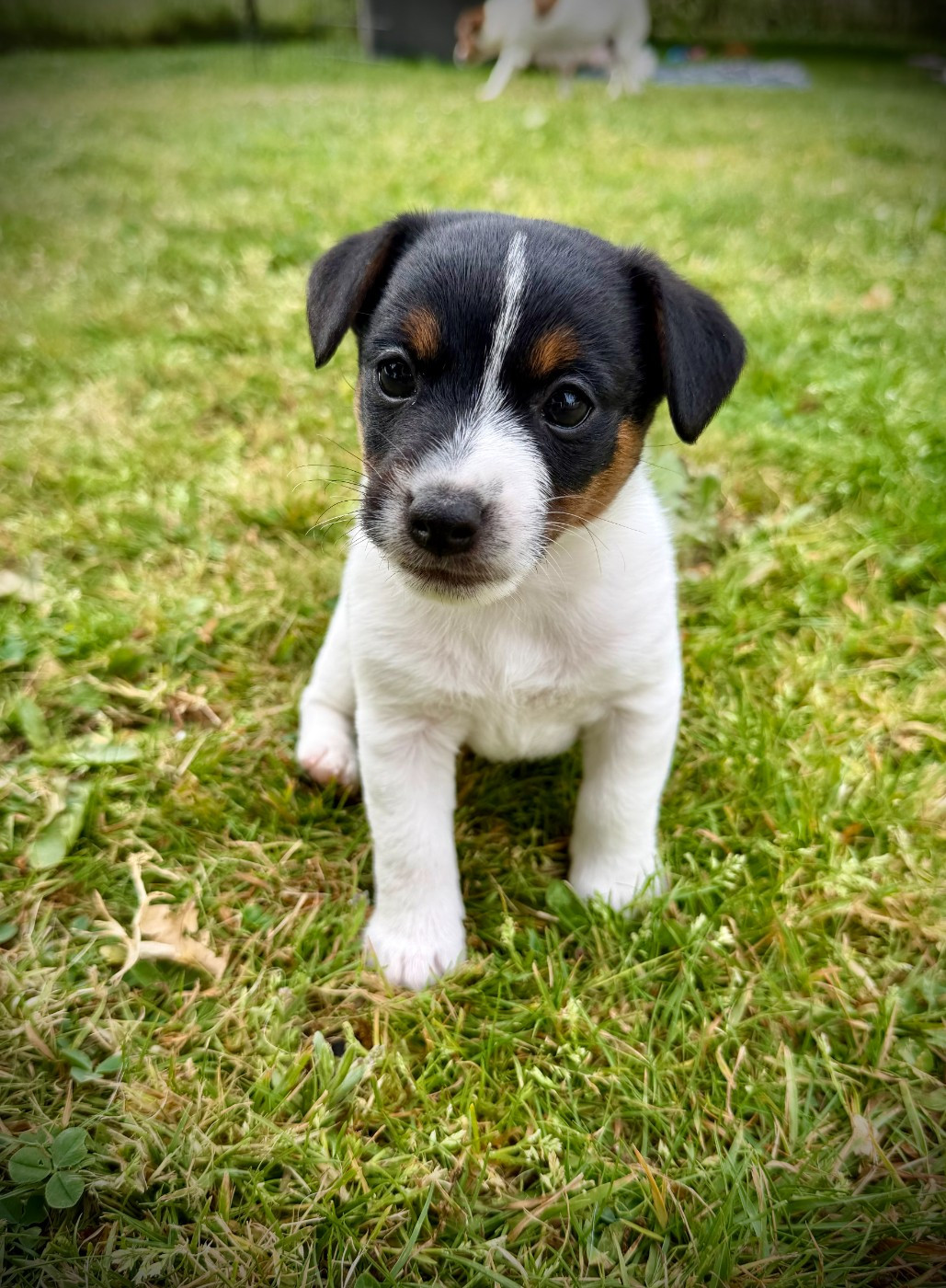 De L'arche De Chambord - Chiots disponibles - Jack Russell Terrier