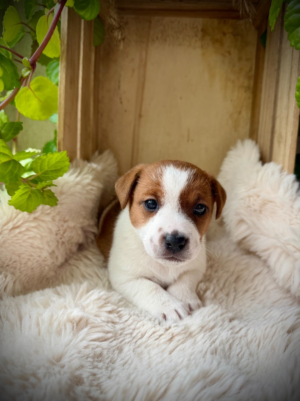 De L'arche De Chambord - Chiots disponibles - Jack Russell Terrier