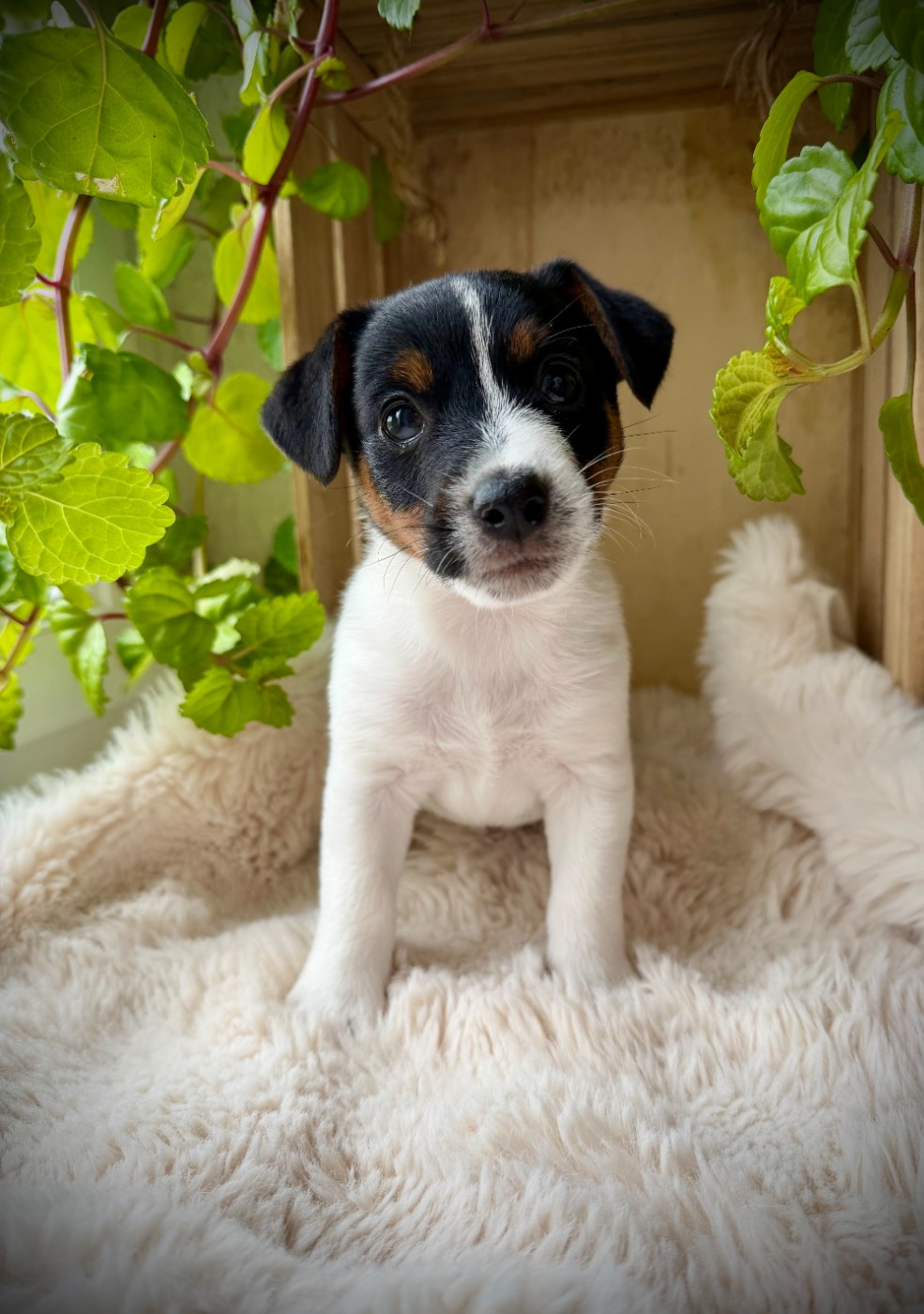 De L'arche De Chambord - Chiots disponibles - Jack Russell Terrier