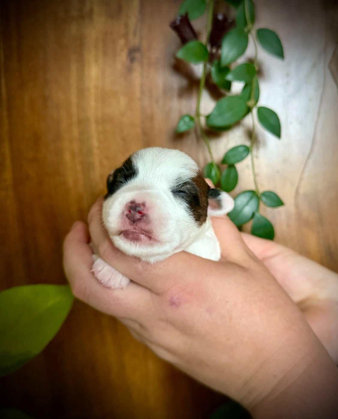 De L'arche De Chambord - Chiots disponibles - Jack Russell Terrier