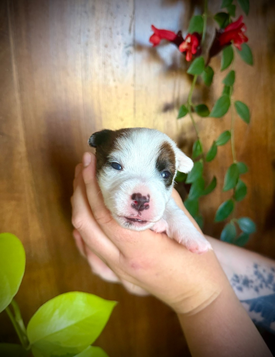 De L'arche De Chambord - Chiots disponibles - Jack Russell Terrier