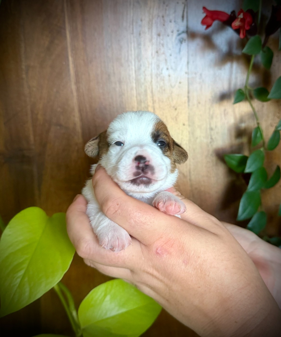 De L'arche De Chambord - Chiots disponibles - Jack Russell Terrier