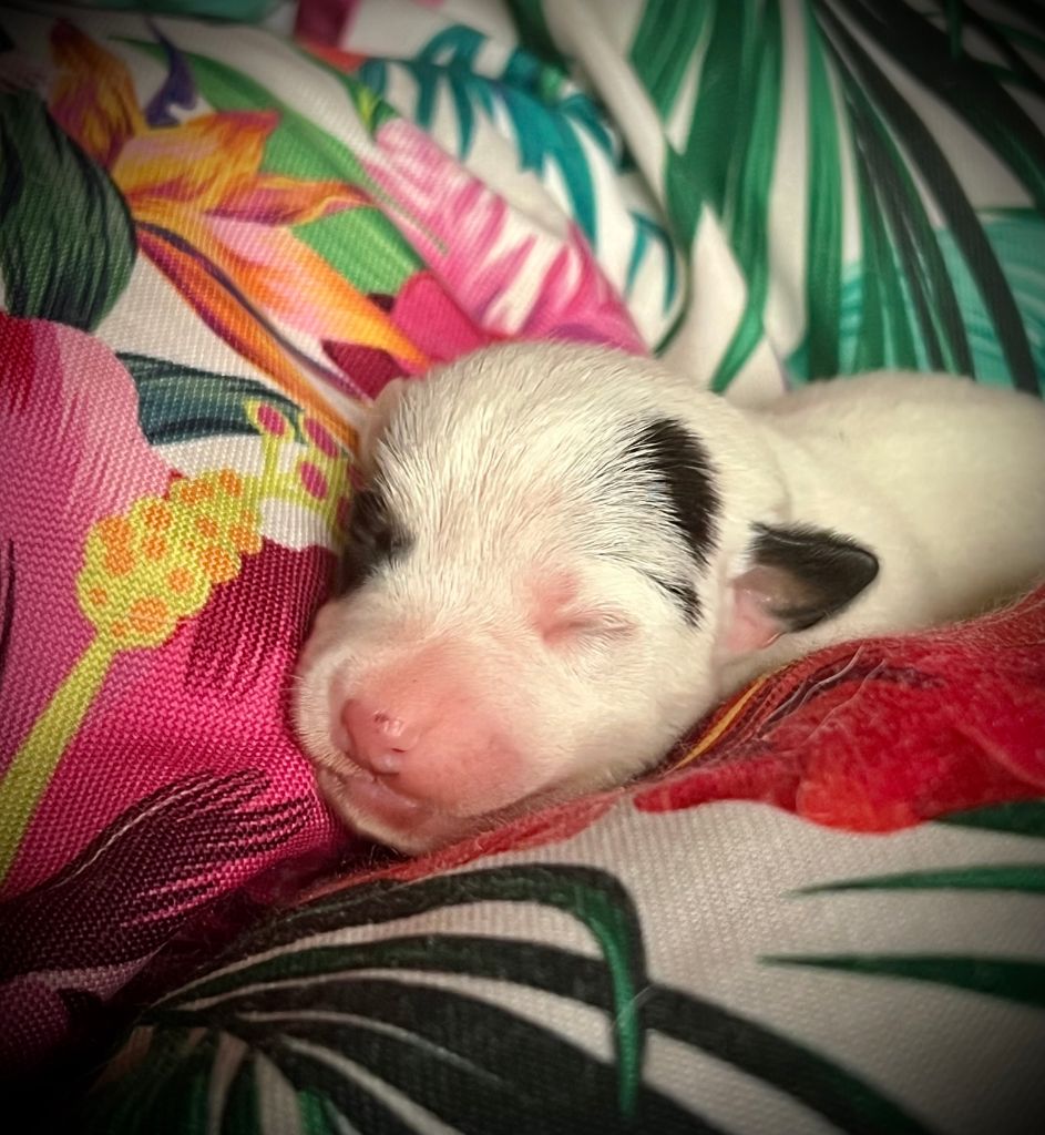 De L'arche De Chambord - Chiots disponibles - Jack Russell Terrier