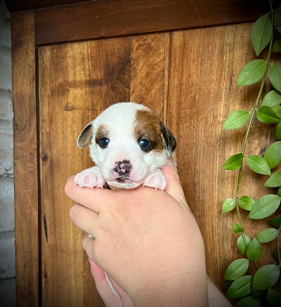De L'arche De Chambord - Chiots disponibles - Jack Russell Terrier