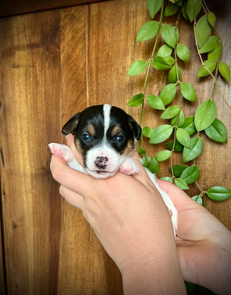 De L'arche De Chambord - Chiots disponibles - Jack Russell Terrier