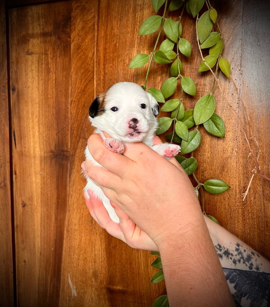 De L'arche De Chambord - Chiots disponibles - Jack Russell Terrier
