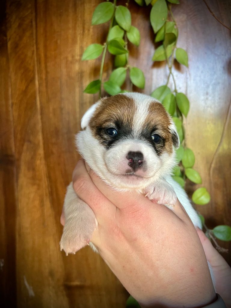 De L'arche De Chambord - Chiots disponibles - Jack Russell Terrier