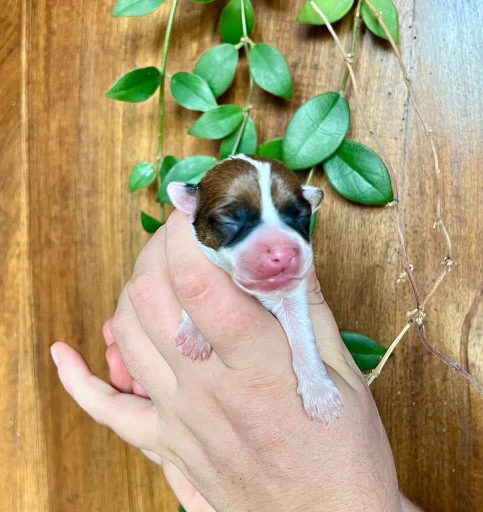 De L'arche De Chambord - Chiots disponibles - Jack Russell Terrier