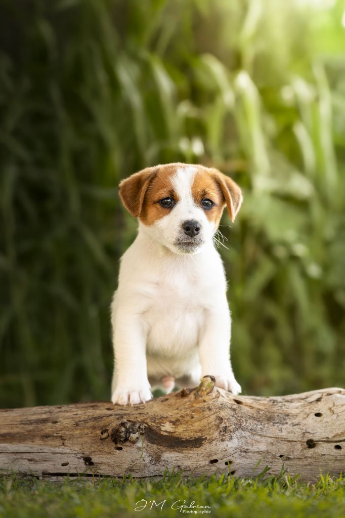 De L'arche De Chambord - Chiots disponibles - Jack Russell Terrier