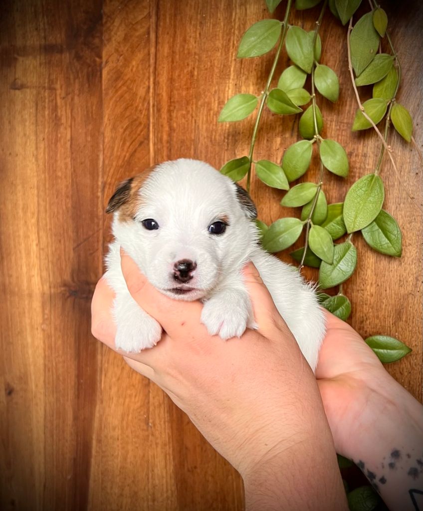 De L'arche De Chambord - Chiots disponibles - Jack Russell Terrier