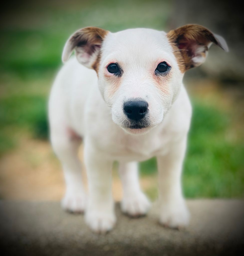 De L'arche De Chambord - Chiots disponibles - Jack Russell Terrier