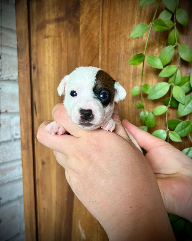 De L'arche De Chambord - Chiots disponibles - Jack Russell Terrier