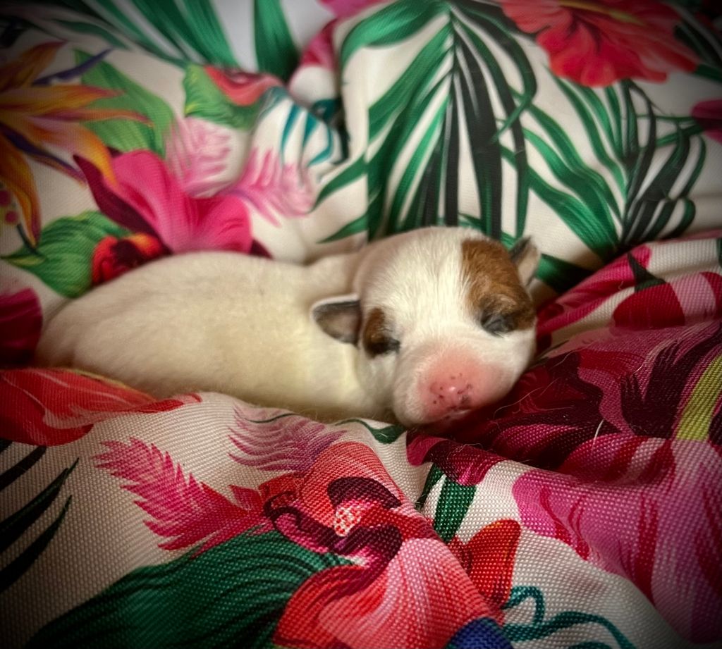 De L'arche De Chambord - Chiots disponibles - Jack Russell Terrier