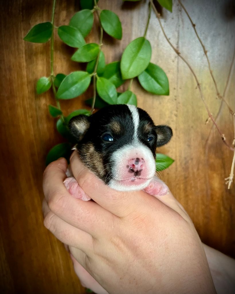 De L'arche De Chambord - Chiots disponibles - Jack Russell Terrier