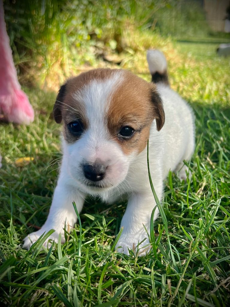 De L'arche De Chambord - Chiots disponibles - Jack Russell Terrier
