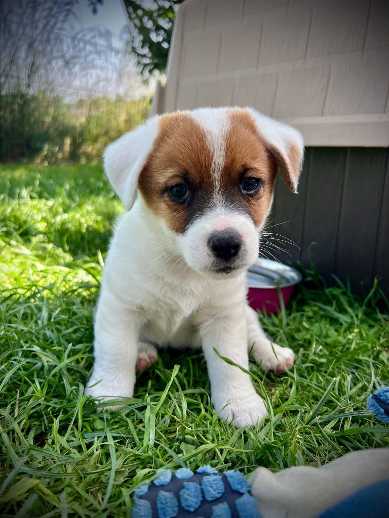 De L'arche De Chambord - Chiots disponibles - Jack Russell Terrier