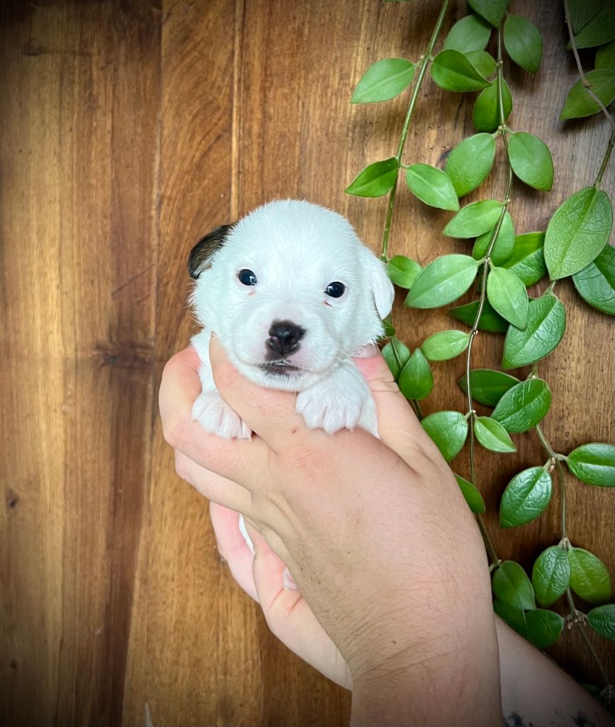 De L'arche De Chambord - Chiots disponibles - Jack Russell Terrier