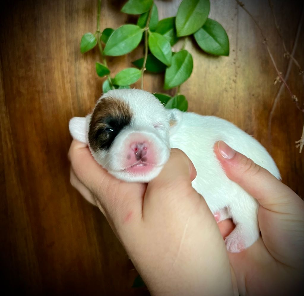 De L'arche De Chambord - Chiots disponibles - Jack Russell Terrier