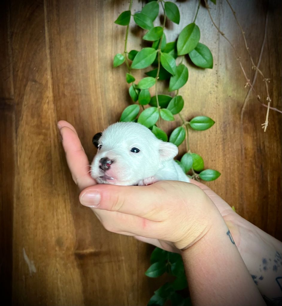 De L'arche De Chambord - Chiots disponibles - Jack Russell Terrier