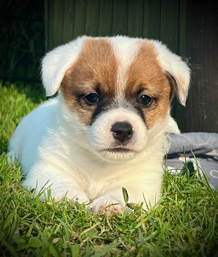 De L'arche De Chambord - Chiots disponibles - Jack Russell Terrier