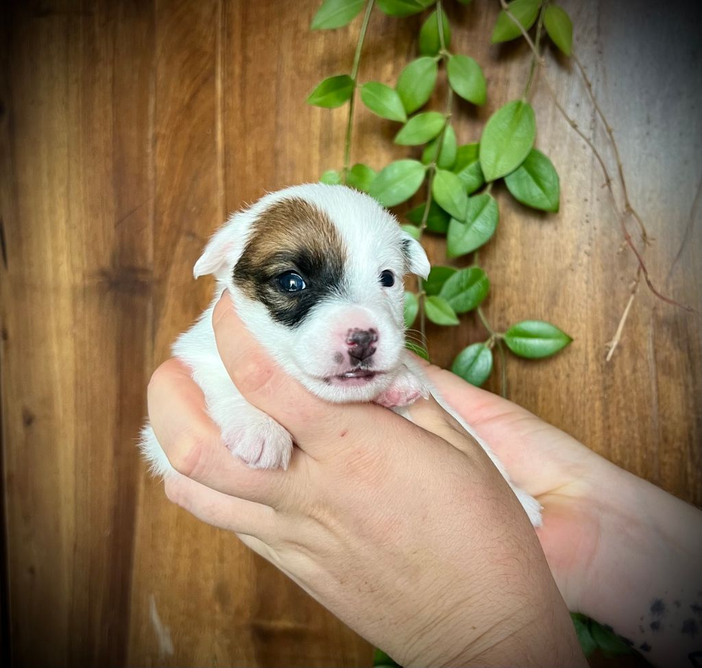 De L'arche De Chambord - Chiots disponibles - Jack Russell Terrier