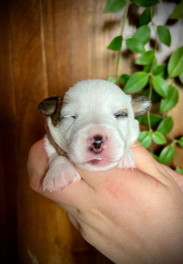 De L'arche De Chambord - Chiots disponibles - Jack Russell Terrier